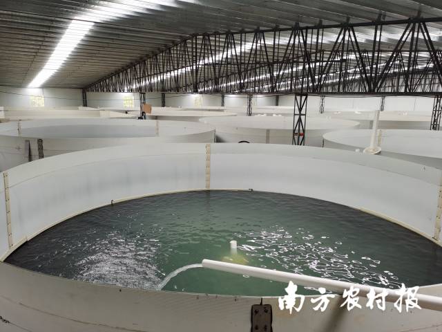 工厂化高密度循环水水产养殖