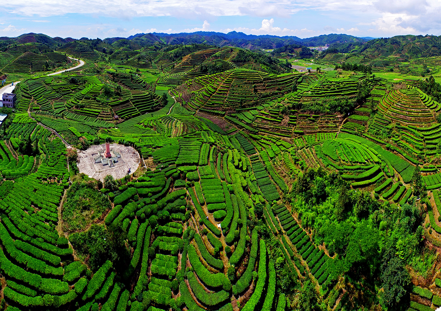 大洋茶园全景图-李维照.jpg