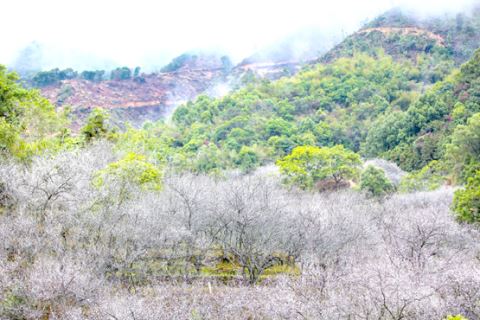 普宁善德梅海山庄